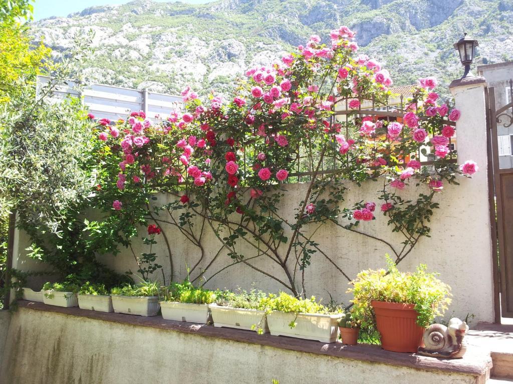 Apartments Popovic 2 Kotor Extérieur photo